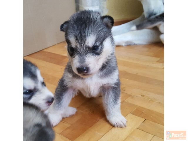 Продажба на хаски