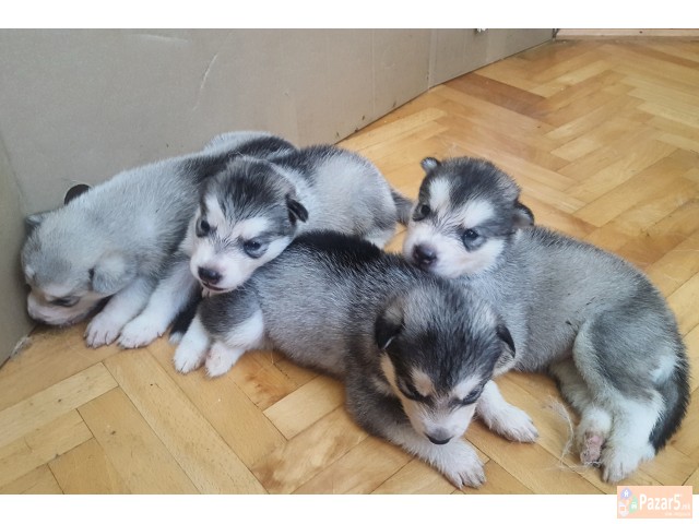 Продажба на хаски