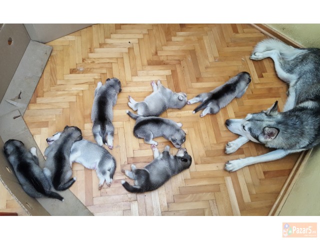 Продажба на хаски