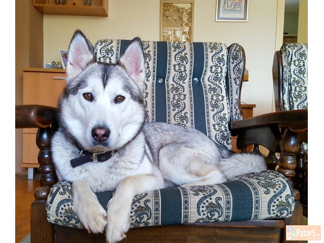 Продажба на хаски