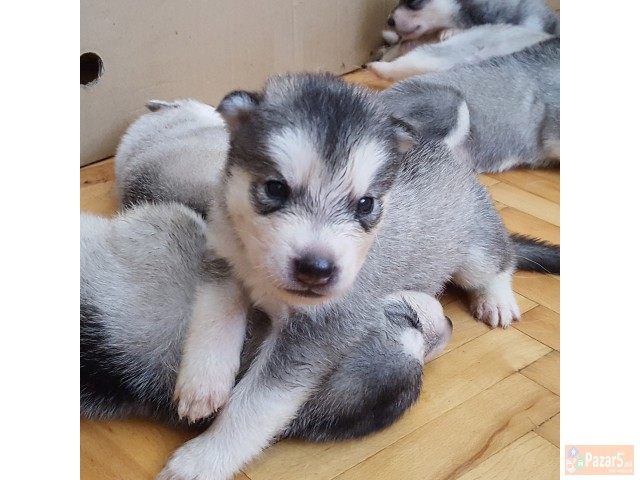 Продажба на хаски