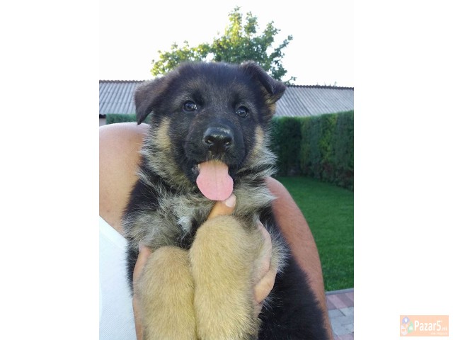 Германски Овчар