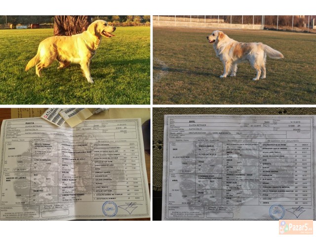 Zlaten Retriver Golden Retriever