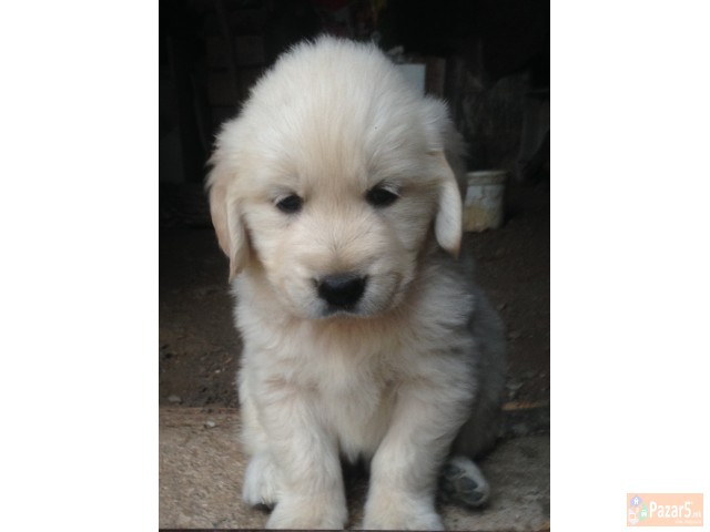 Zlaten Retriver Golden Retriever