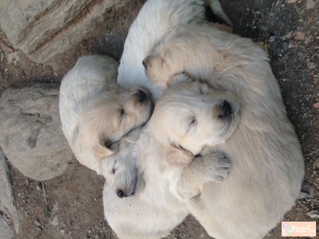 Zlaten Retriver Golden Retriever
