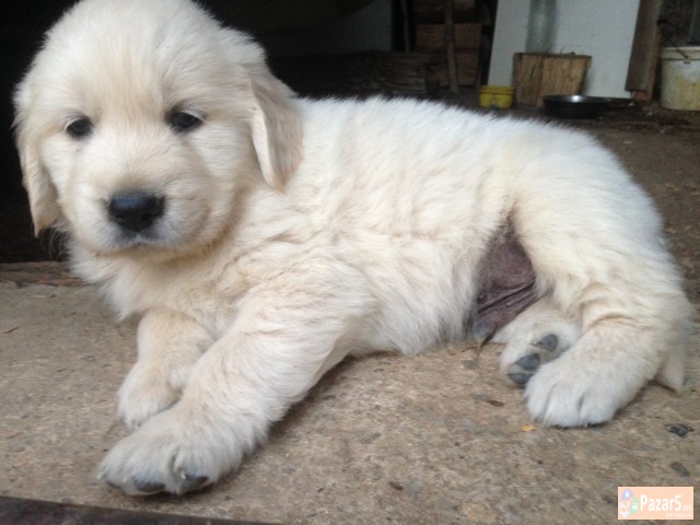 Zlaten Retriver Golden Retriever