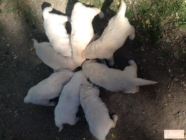 Zlaten Retriver Golden Retriever