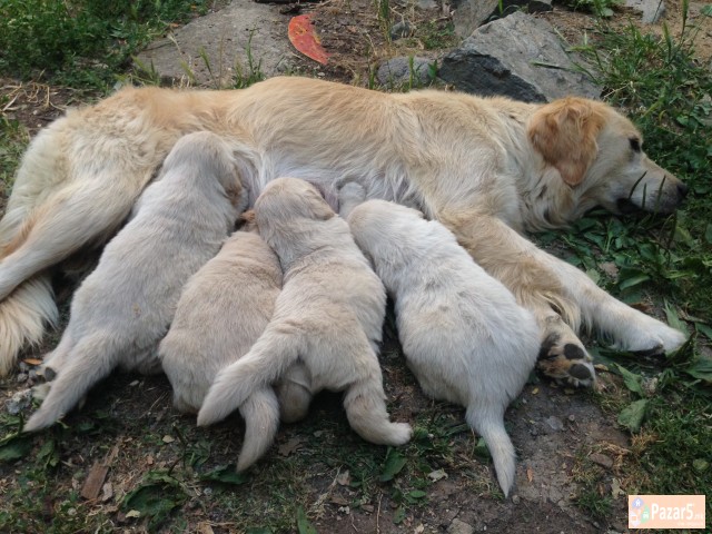 Zlaten Retriver Golden Retriever