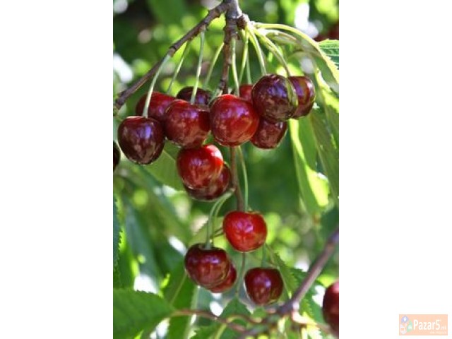 Sadnici Za Vishna Marela Rasad Rasadi Visni Marela