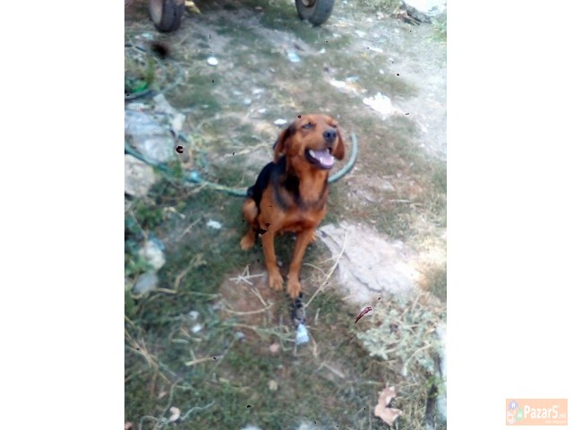 Zagar 