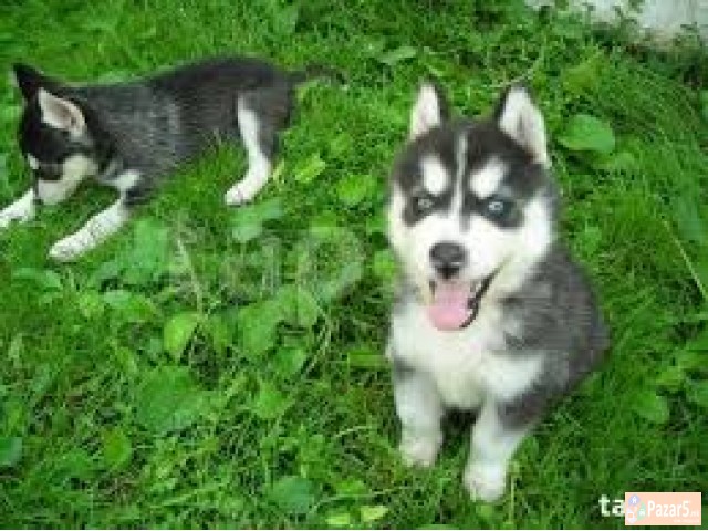 Sibirski Haski So Plavi Oci Preubavi Malecki