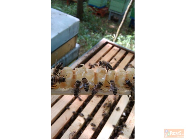 МАТИЧНА МЛЕЧ - ПЧЕЛАРСТВО ДОДЕВСКИ