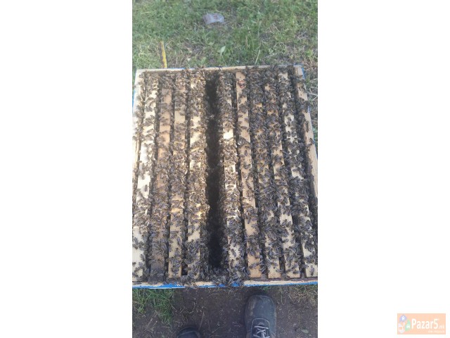 МАТИЧНА МЛЕЧ - ПЧЕЛАРСТВО ДОДЕВСКИ