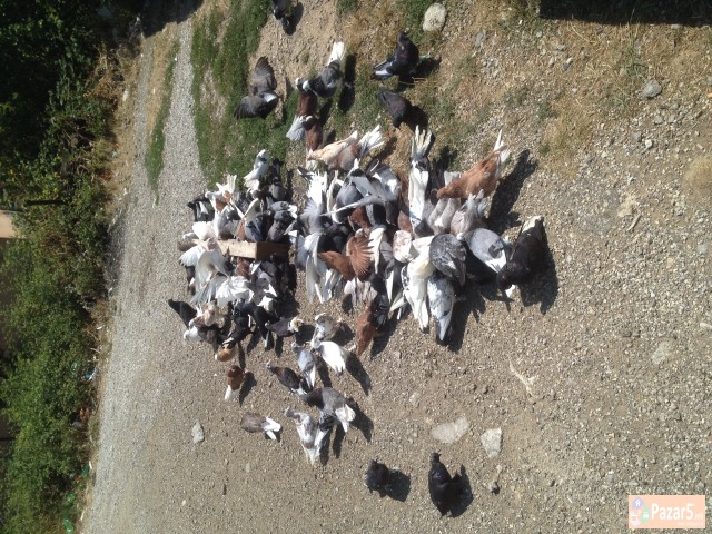 Prodavam Gulabi - Duneci