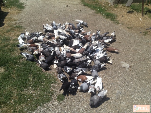 Prodavam Gulabi - Duneci