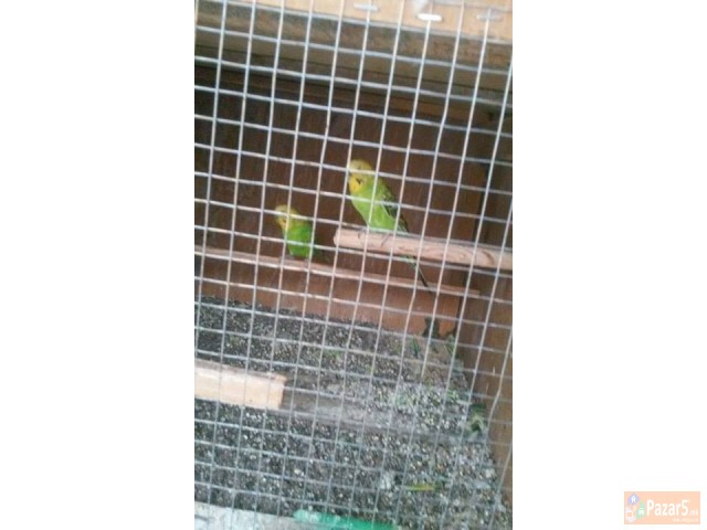 ЕГЗОТИЧНИ ПТИЦИ