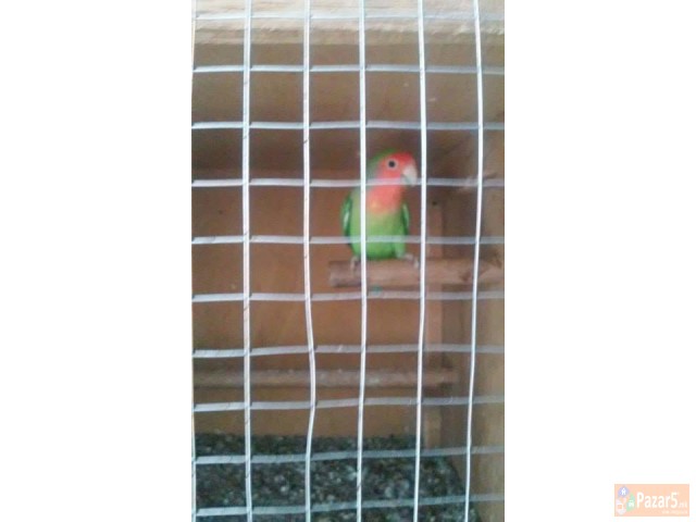 ЕГЗОТИЧНИ ПТИЦИ