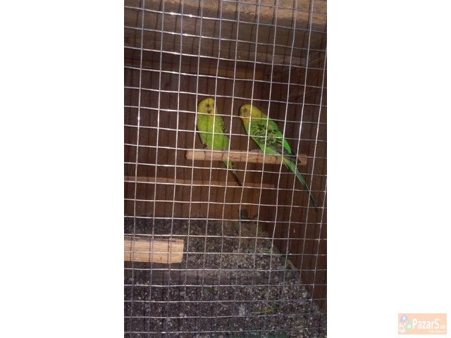 ЕГЗОТИЧНИ ПТИЦИ