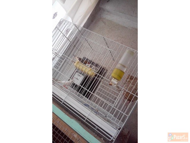 ЕГЗОТИЧНИ ПТИЦИ