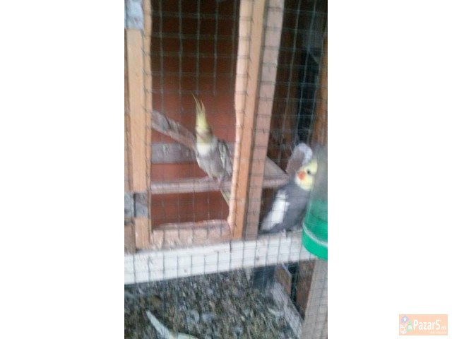 ЕГЗОТИЧНИ ПТИЦИ