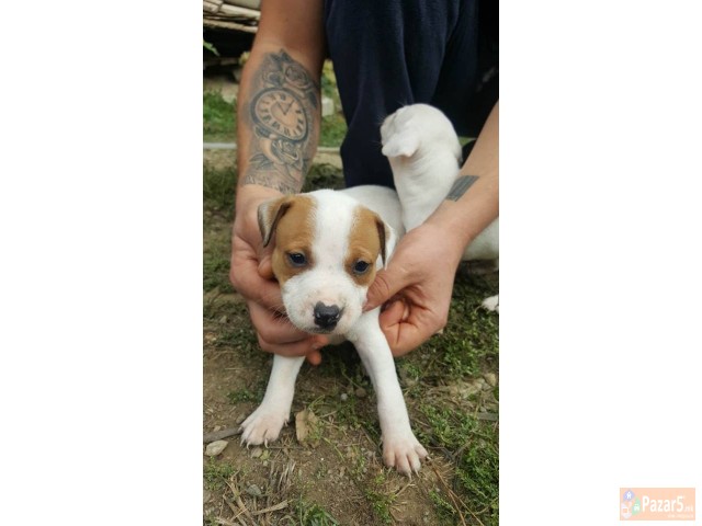 Na Prodazba Mali Kucenca Od Rasata American Pitbul