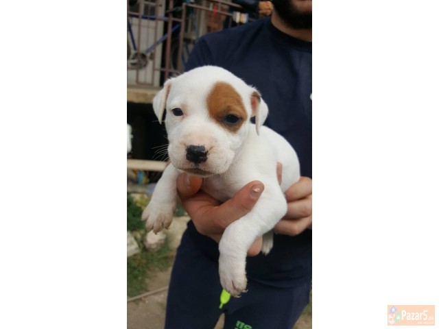 Na Prodazba Mali Kucenca Od Rasata American Pitbul