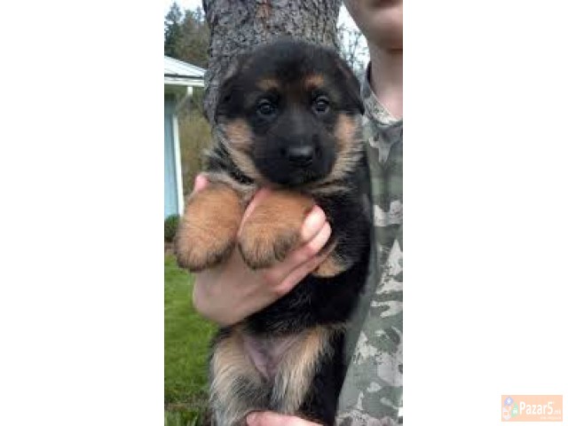 Germanski Ovcari Vucjaci Malecki Preubavi