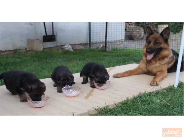 Germanski Ovcari Vucjaci Malecki Preubavi