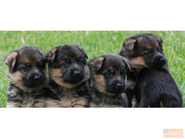 Germanski Ovcari Vucjaci Malecki Preubavi