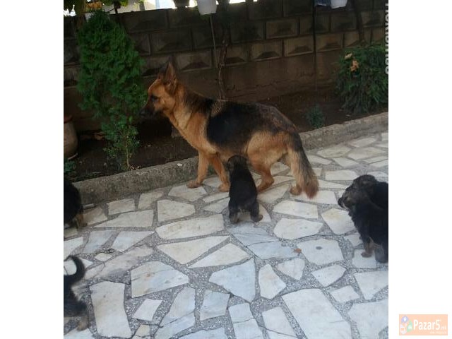 Germanski Ovcari Vucjaci Malecki Preubavi