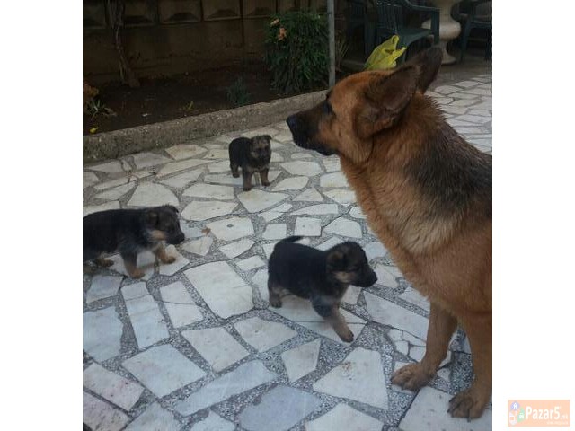 Germanski Ovcari Vucjaci Malecki Preubavi