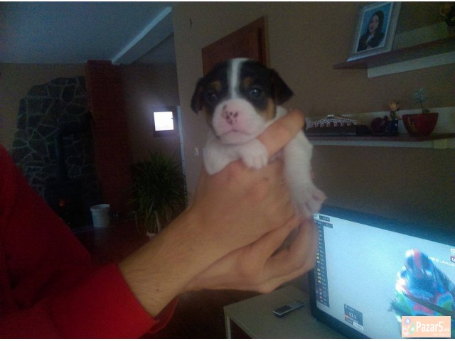 Џек Расл (jack Russel) кучиња