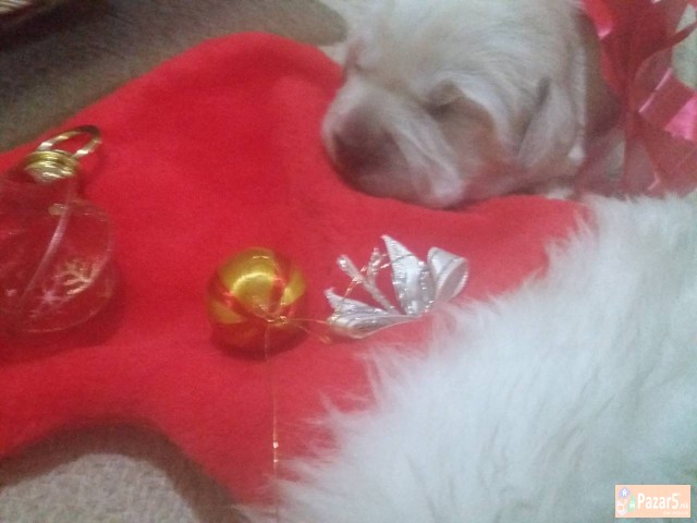 Prodavam Zlatni Retriveri