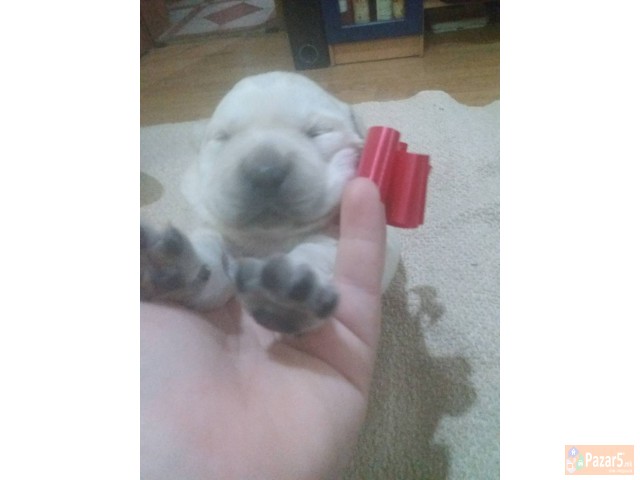 Prodavam Zlatni Retriveri