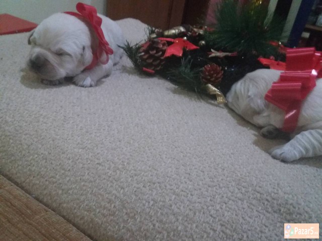 Prodavam Zlatni Retriveri