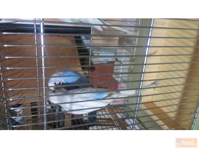 Papagali - ПАПАГАЛИ