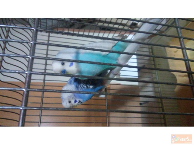 Papagali - ПАПАГАЛИ