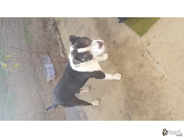 Se prodava pitbull