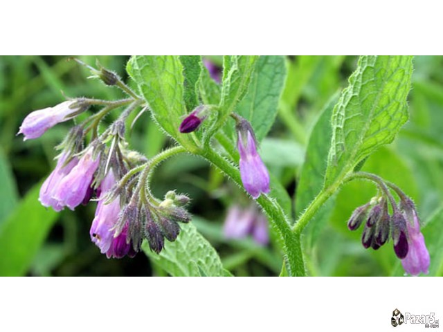 ГАВЕЗ - ГЕЛ,КРЕМА,МЕЛЕМ и КАПКИ од корен на ГАВЕЗ 