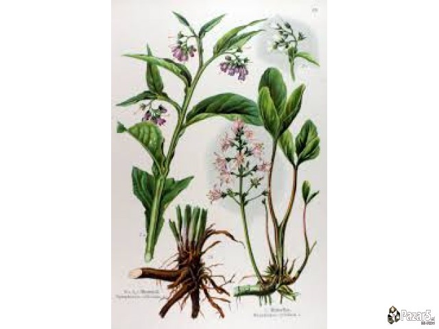 ГАВЕЗ - ГЕЛ,КРЕМА,МЕЛЕМ и КАПКИ од корен на ГАВЕЗ 