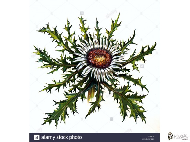 УНИВЕРЗАЛЕН ШАРПЛАНИНСКИ МЕЛЕМ