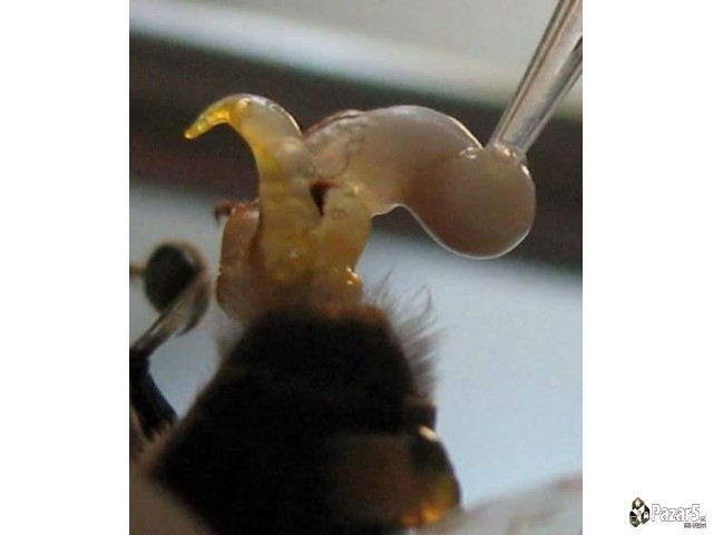 Prvoklasni Pcelni Matici I Vo 2018