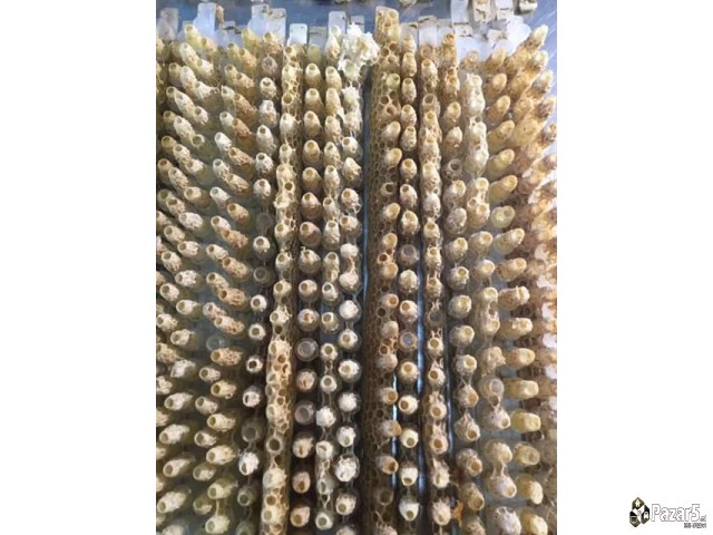 Prvoklasni Pcelni Matici I Vo 2018