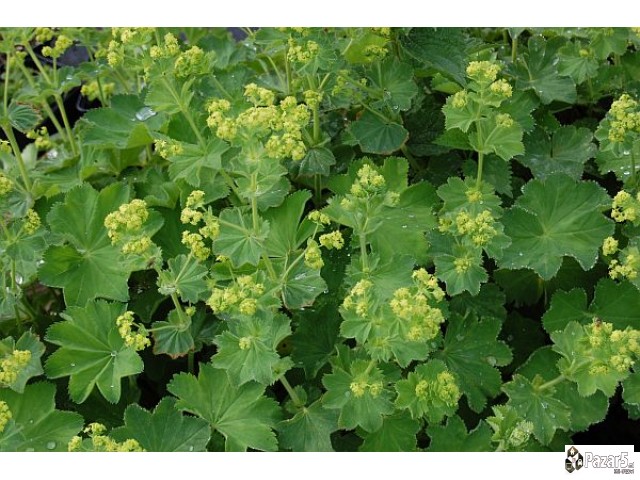 Lekoviti Bilki I Preparati - Natural Pharmacy Dabe