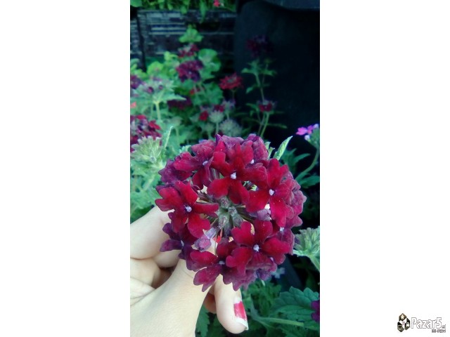 Cvekinja Kaktusi Dekorativni Rastenija