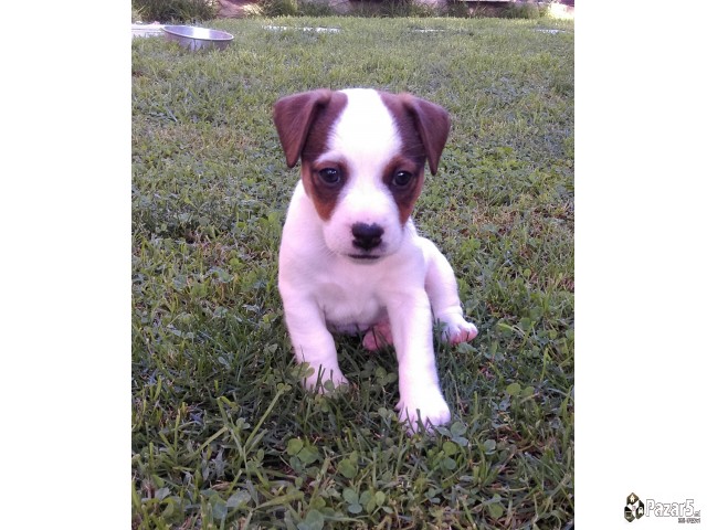 Jack Russel Terier