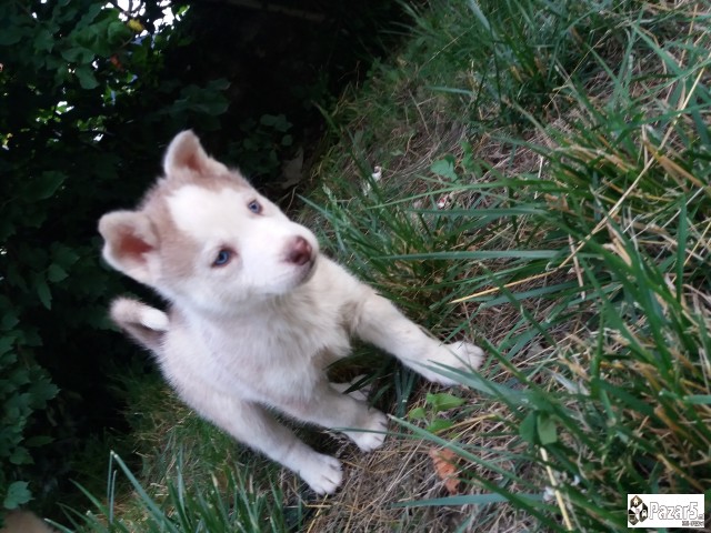 Haski
