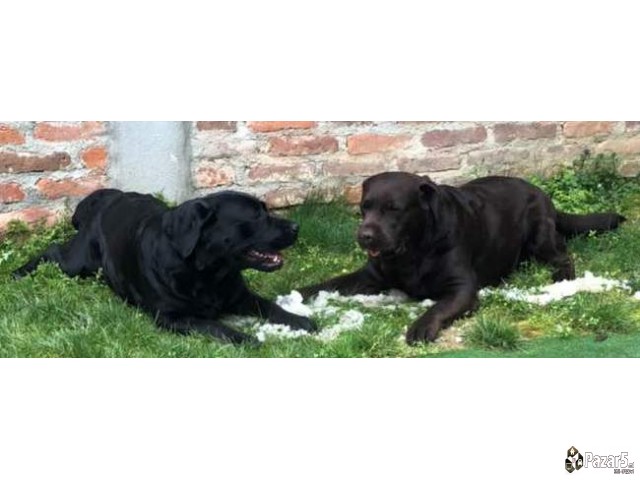 Labrador Kucenca So Odlicno Pedigre Od Vrvni Linii