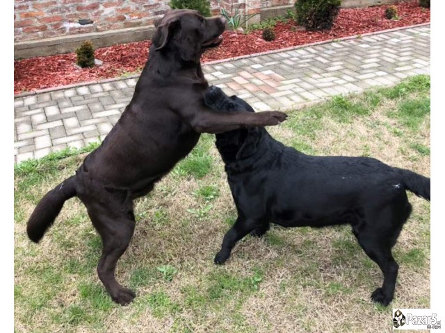 Labrador Kucenca So Odlicno Pedigre Od Vrvni Linii