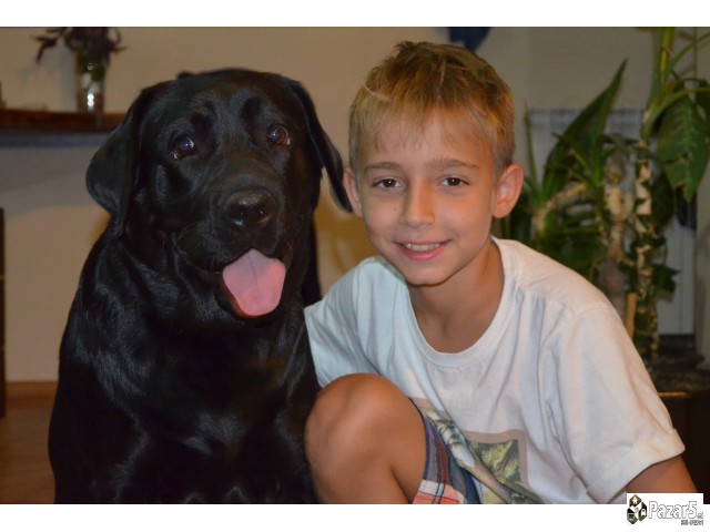 Labrador Kucenca So Odlicno Pedigre Od Vrvni Linii